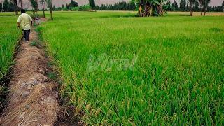 Arequipa: 40 % de cultivos usa agroquímicos en exceso, advierte Gerencia Regional de Agricultura