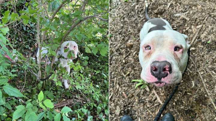 Kentucky Dog Found Tied In A Bush For Three Days Leaves Rescuers Heartbroken