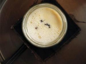 Michellin-star restaurant serving yogurt made of ants