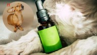 CBD en mascotas: cómo ayuda a calmar a los perros inquietos