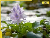 Deadly but divine? This ‘Terror of Bengal’ flower hides a secret medicinal prope