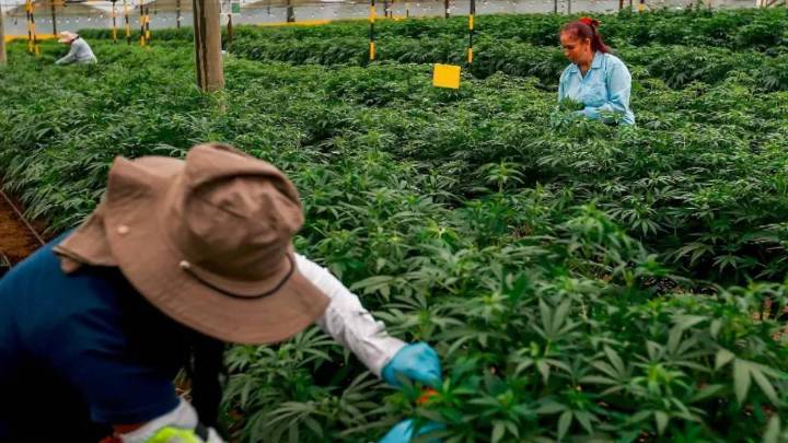 Gobierno reglamentó la venta y el uso médico y veterinario del cannabis medicinal en el país