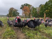 Northeast Ohio turkey guide: Where to source heritage and modern birds