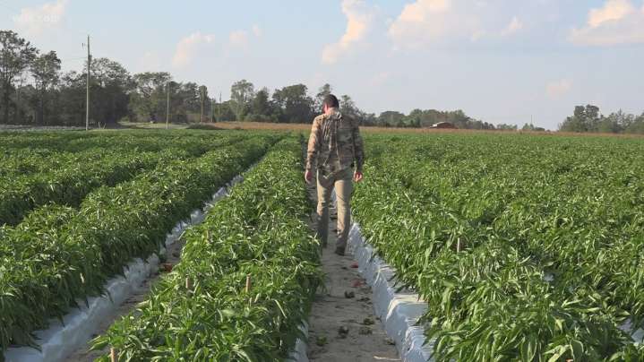 South Carolina issues $38 million in Helene relief to farmers, forest landowners