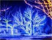 Volunteers needed to help hang holiday lighting on downtown trees