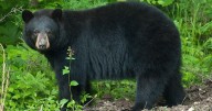 A bear hadn't killed a human in the Ozarks since 1892. Now it's happened twice in a month.