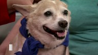 Empty the Shelters event at Pets and People offers $30 pet adoptions