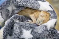 ‘Dirty’ Shelter Kitten Gets Fostered, What Happens Once Home Melts Hearts