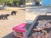Osos se acercan a familia durante día de campo en Boca de Leones