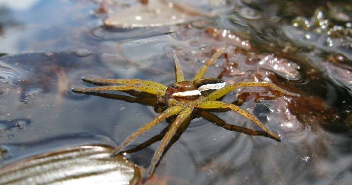 Giant fish-eating spiders make 'comeback' the UK as numbers surge