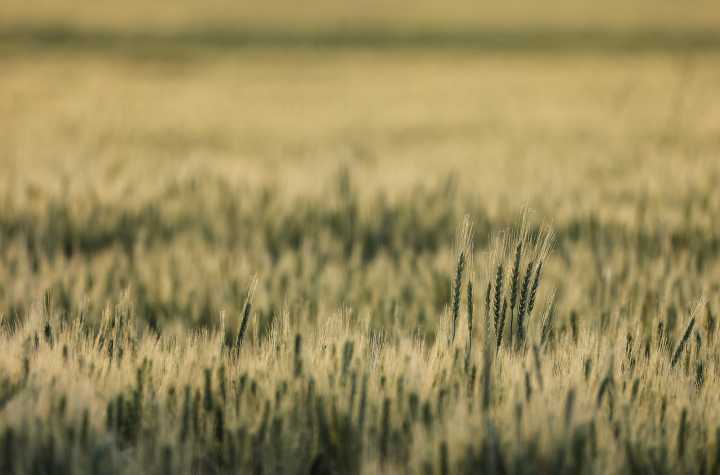 Montana Farmers Face Delays, Debt and Doubt Amid Government Shutdown