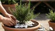 Para qué sirve colocar piedras blancas en la tierra de la planta de romero: un truco casero efectivo