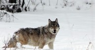 Not enough wolves being killed in Montana, lawsuit alleges