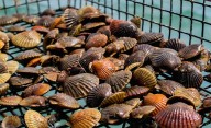 Locally Extinct for a Century, Bay Scallops Thriving Again on Virginia Shore of Chesapeake Bay