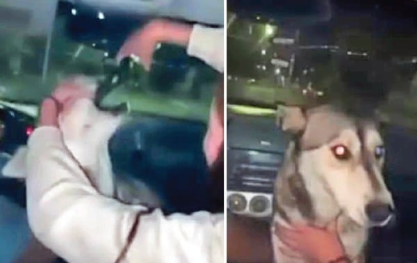 A juicio por emborrachar a husky
