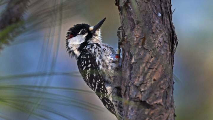 Tennessee to reintroduce bird species last seen in Cherokee National Forest in 1994