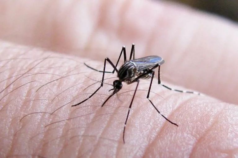 Dengue: Cómo prevenir y eliminar el mosquito en casa
