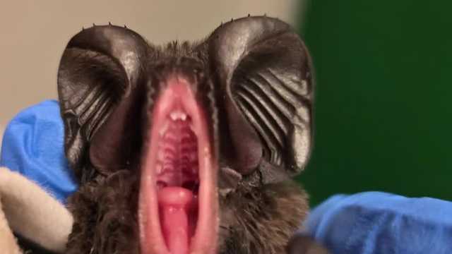 Free-tail bat in Nebraska, marking first of its species ever recorded in the state