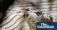 Crocodile made famous by Steve Irwin ‘wrongfully arrested’ and should be returned to wild, traditional owners say