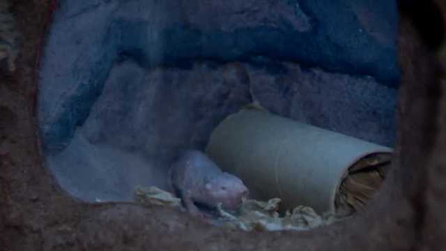 Sacramento Zoo welcomes 15 naked mole-rats, plans celebration on Saturday