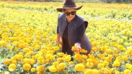 Campos de Chihuahua se visten de colores: Floricultores se preparan para el Día de Muertos
