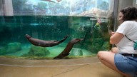 Take a visual tour of Sarasota's stunning new Mote SEA aquarium