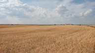 Bruselas lanza su plan para duplicar la presencia de jóvenes agricultores para 2040: del 12% actual al 24% del total