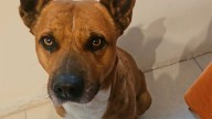 Tyson se encuentra desaparecido y su dueño solicita colaboración de los vecinos para dar con él