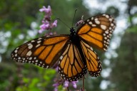 Monarch butterflies stop at Botanica on their way to Mexico