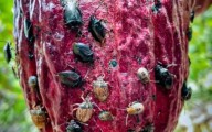 Investigadores descubren hongo contra plaga de ‘chinches del cacao’ en la Amazonía de Perú