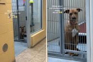 Woman gives shelter dog a day out—Tears at her reaction when she leaves