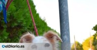 El renacer de Lyz, la perrita que vivía hacinada entre perros y que ahora busca una familia