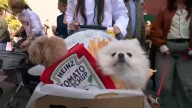 Tompkins Square Halloween Dog Parade and costume contest to return to East Village October 19