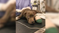 Stranger Finds Heartbreaking Tiny Creature Trapped Inside Dumpster In Wisconsin