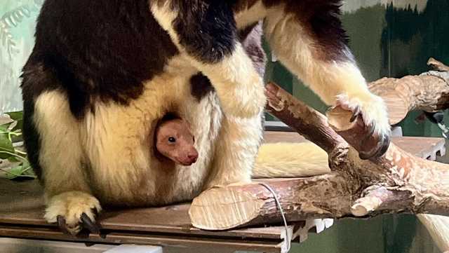 Endangered Matschie’s tree kangaroo born in Lincoln