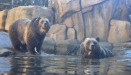Lincoln Park Zoo welcomes brown bears for the first time in nearly 50 years