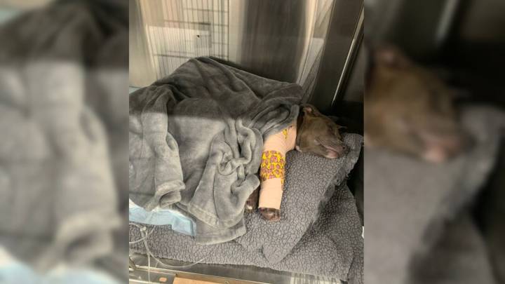 Texas Rescuers Are Astonished By Puppy’s Miraculous Healing After Severe Injury