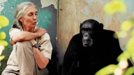 Famous Primatologist Jane Goodall Dies At 91