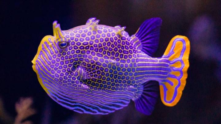 Why imperfection could be key to Turing patterns in nature