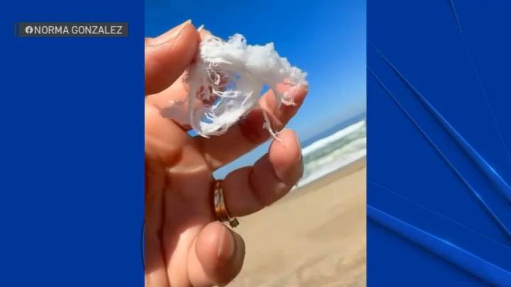 Spider ballooning: People react to web-like substances falling across Bay Area skies – NBC Bay Area