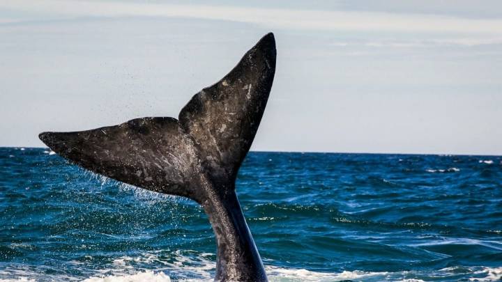 No es Puerto Madryn: descubrí el rincón de la Patagonia que fascina con excursiones de ballenas