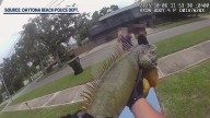 Massive iguana wrangled by Daytona Beach police officers
