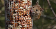 How to keep rats away from your garden bird table without using traps or poison