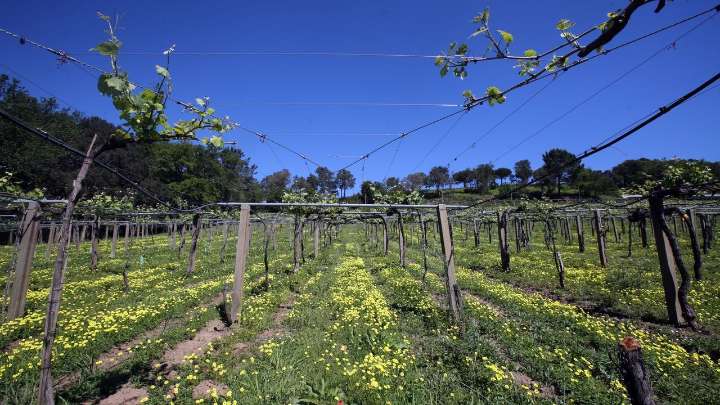 Un litigio por la herencia opaca la venta de Pazo Rubianes a Bodegas Arzuaga