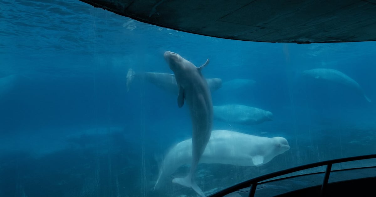 Niagara Falls-based Marineland asks federal government for emergency cash to feed whales