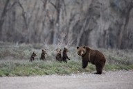 One year later: Grizzly 399's legacy lives on across the world