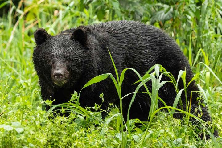 Bear Charges Through Supermarket, Injuring 2. Man Found Dead Next Day