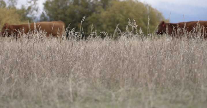 Montana Ag Network: Blackfoot Valley ranchers destock amid drought