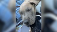 Florida Dog Owner Thought She Was Joking About Her Puppy’s Future Look Until It Came True