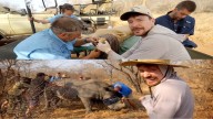 MrBeast saves 1000 wild animals from dying; netizens cheer